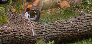 Best Stump Grinding and Removal  in Humansville, MO